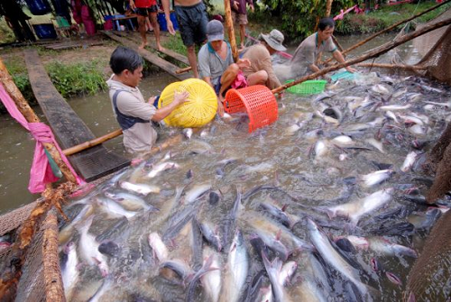 Đồng bằng sông Cửu Long: Cá tra tăng giá – Người dân trúng lớn