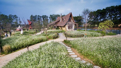 Ngắm cánh đồng hoa tam giác mạch ở Hà Nội