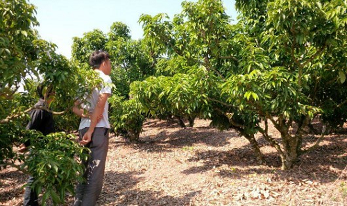 Bắc Giang: Người trồng vải thiều Lục Ngạn có nguy cơ trắng tay