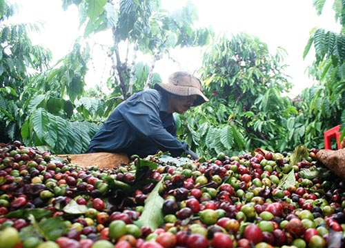 Tây Nguyên lại một mùa cà phê “đắng”