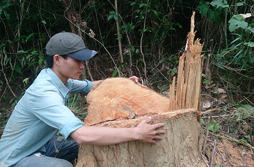 Doanh nghiệp mở đường xuyên rừng, dân tranh thủ chặt gỗ