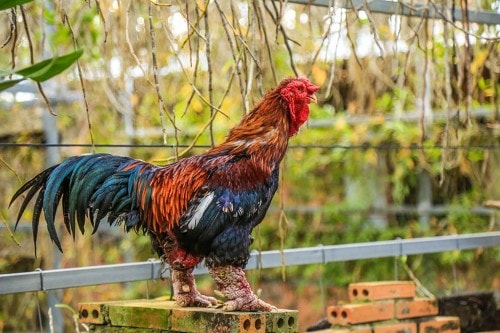 Hưng Yên: Gà Đông Tảo chết hàng loạt, thiệt hại hàng tỷ đồng