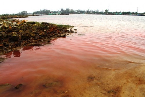 Thừa Thiên – Huế: Dải nước màu đỏ là do một loài tảo