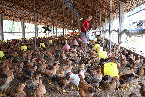 Nông dân thua lỗ vì giá gà thấp nhất trong 10 năm