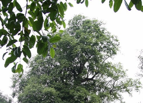 Bắc Giang: Hai cây thị khổng lồ được công nhận cây di sản