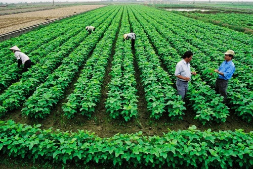 Chính phủ ban hành quy định mới về miễn, giảm thuế đất nông nghiệp