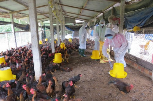 Quảng Ngãi: Gần 4.000 con gà nhiễm cúm A/H5N6 bị tiêu hủy