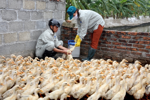 Bắc Ninh: Xuất hiện dịch cúm gia cầm