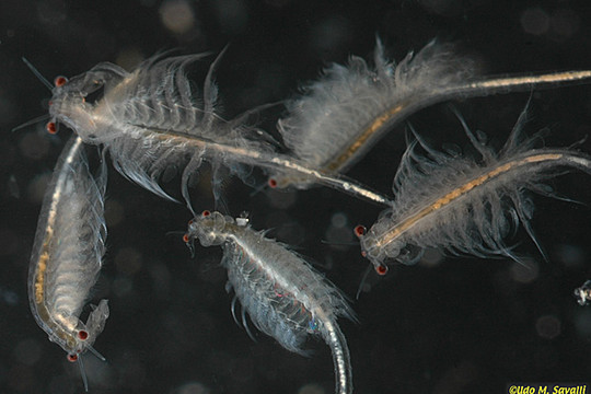 Sóc Trăng: Hơn 50% diện tích nuôi ấu trùng Artemia bị thiệt hại