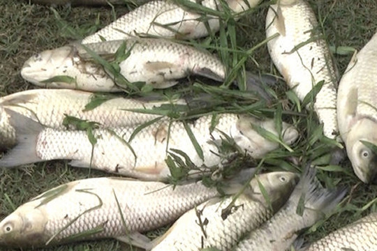 Quỳ Hợp (Nghệ An): Cá chết hàng loạt sau sự cố vỡ đập chứa bùn thải thiếc