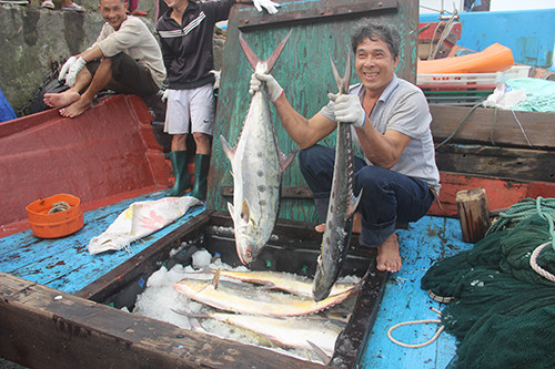 Quảng Trị: Ngư dân trúng 100 tấn cá bè quỵt trị giá gần 5 tỷ đồng
