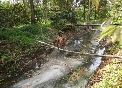Vĩnh Long: Ứng phó hạn mặn bằng túi ni lông chứa nước