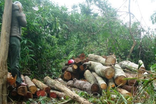 Quảng Trị: Khó khăn trong công tác quản lý và bảo vệ rừng phòng hộ