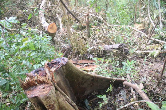 Quảng Trị: Xử lý dứt điểm tình trạng chặt phá rừng phòng hộ