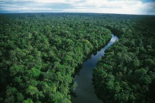 Rừng rậm Amazon đối mặt với “cái chết”
