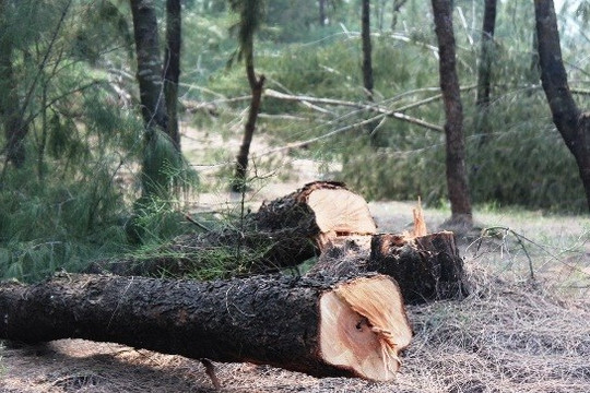 Thừa Thiên – Huế: Ngang nhiên chặt phá rừng phòng hộ do…”không biết”
