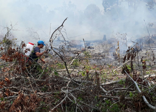 Phú Quốc: Cháy rừng phòng hộ