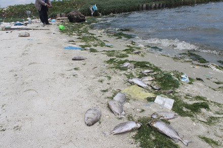 Khánh Hòa: Thủy sản Đầm Triều chết vì sự cố tràn nước thải