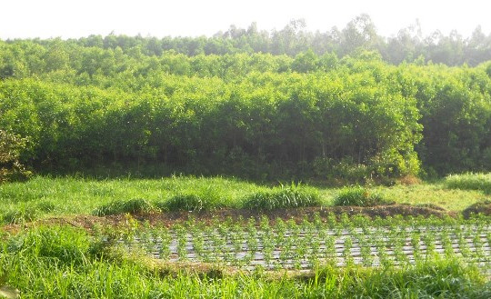 Bình Định: Người dân đổ xô trồng keo trên đất nông nghiệp