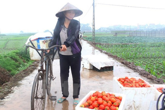 Hưng Yên: Cà chua rớt giá, người dân “điêu đứng”