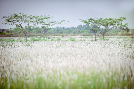 Những cánh đồng hoa “làm mưa, làm gió” tại Việt Nam