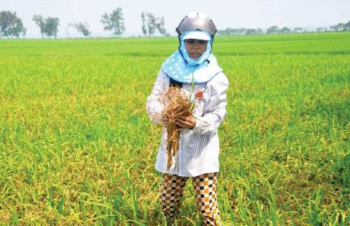 Thừa Thiên – Huế: Hàng trăm hecta lúa bị bệnh đạo ôn