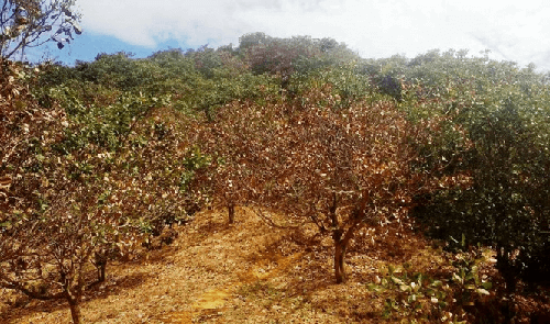 Lâm Đồng: Dịch bọ xít muỗi trên cây điều gây thiệt hại hàng trăm tỉ đồng