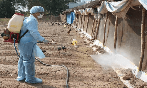 Xuất cấp hóa chất sát trùng từ nguồn dự trữ quốc gia cho tỉnh Nam Định