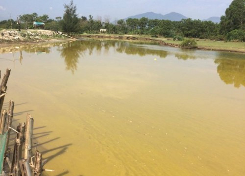 Thừa Thiên – Huế:  Người dân bất an vì cá chết tấp đầy bờ ở khu vực có dải nước màu vàng