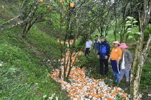 Hà Giang: Hơn 368 tấn cam bị rụng do mưa lớn