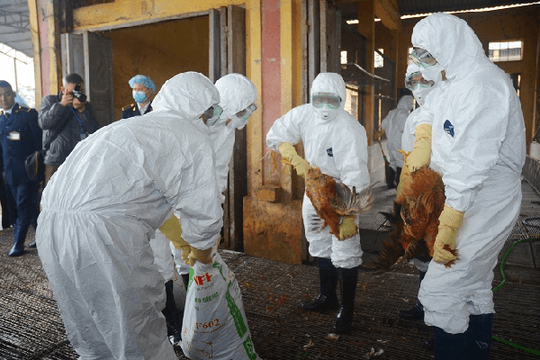 Hà Tĩnh: Xuất hiện một ổ dịch cúm gia cầm mới