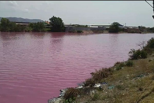 Bà Rịa – Vũng Tàu: Nước hồ chuyển sang màu hồng