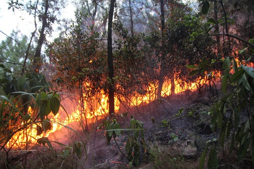 Ninh Thuận: Tăng cường phòng, chống cháy rừng mùa khô 2017