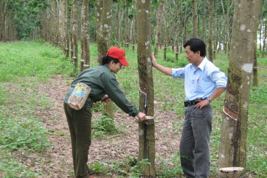 Nghệ An: Quy hoạch phát triển cây cao su đến năm 2020