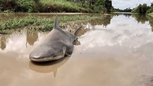Australia: Siêu bão cuốn cá mập vào đất liền