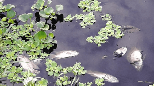 Đà Nẵng: Cá rô phi chết nổi lềnh bềnh trên mặt hồ