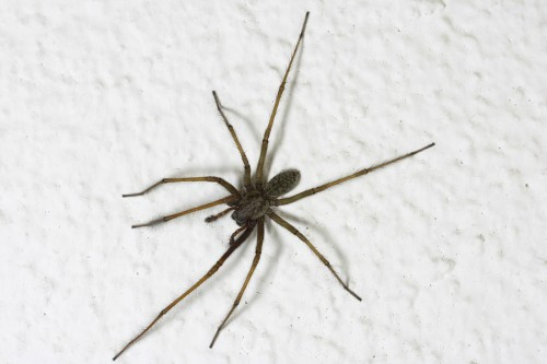 Phát hiện loài nhện có thể “ăn hết” thịt loài người trên hành tinh