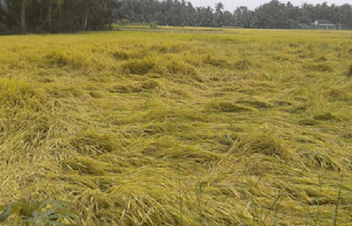 Năng suất lúa giảm 800kg/ha do mưa trái mùa