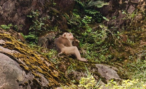 Hạ Long, Quảng Ninh: Cá thể khỉ đuôi lợn được thả về tự nhiên