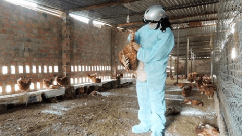 Đắk Lắk: Xuất hiện ổ bệnh cúm gia cầm A/H5N1