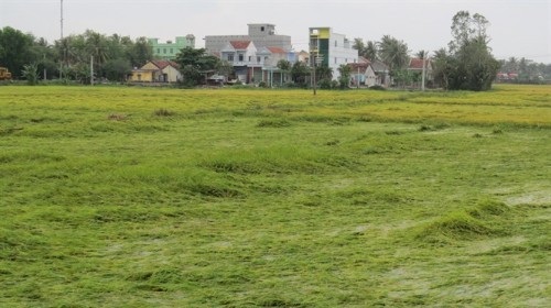 Phú Yên: Hàng trăm héc ta lúa bị ngập úng