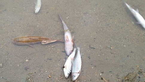 Thanh Hóa: Cá trên sông Âm lại tiếp tục chết