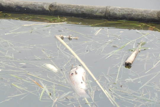 Thừa Thiên – Huế: Cá nuôi lồng chết hàng loạt, người nuôi lao đao