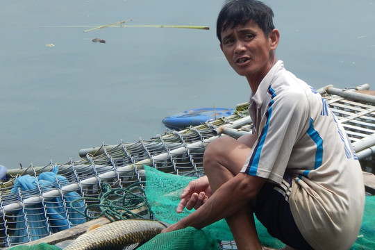 Thừa Thiên – Huế: Đã xác định “thủ phạm” khiến cá trên sông Bồ chết trắng lồng