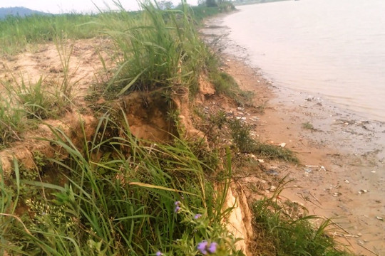 Thanh Hóa: Cát tặc hoành hành, sông Chu sạt lở nghiêm trọng
