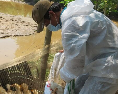 Tiêu hủy 6.500 con vịt nhiễm cúm A/H5N6 tại Thừa Thiên – Huế