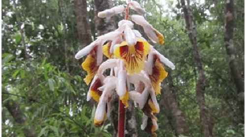 Quảng Ngãi: Phát hiện một loài Riềng mới, hoa đẹp vô cùng