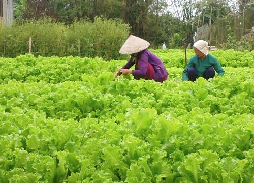 Quảng Trị: Tập huấn kỹ thuật trồng rau tốt cho sức khỏe, bảo vệ môi trường