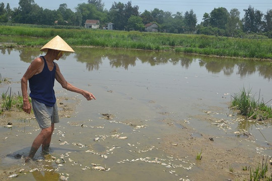 Đà Nẵng: Cá chết trắng đồng nghi do nhà máy xả nước thải