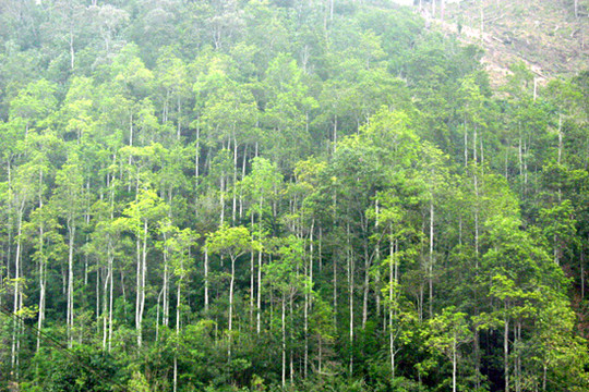Đề xuất bổ sung quy định về khai thác, tận dụng, tận thu gỗ rừng trồng